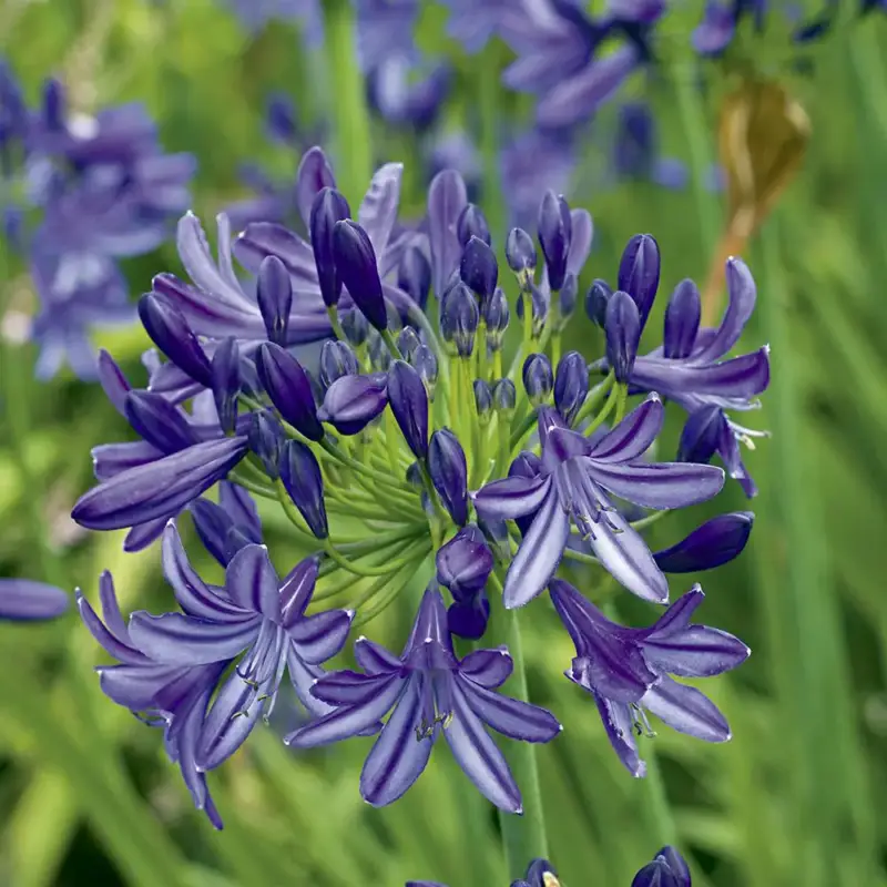 Agapanthus X Lapis Lazuli (Bleu). Le pot de 1 litre Petit Prix