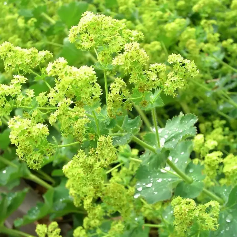 Alchemilla Mollis (Jaune). Le pot de 2 litres Vente Directe