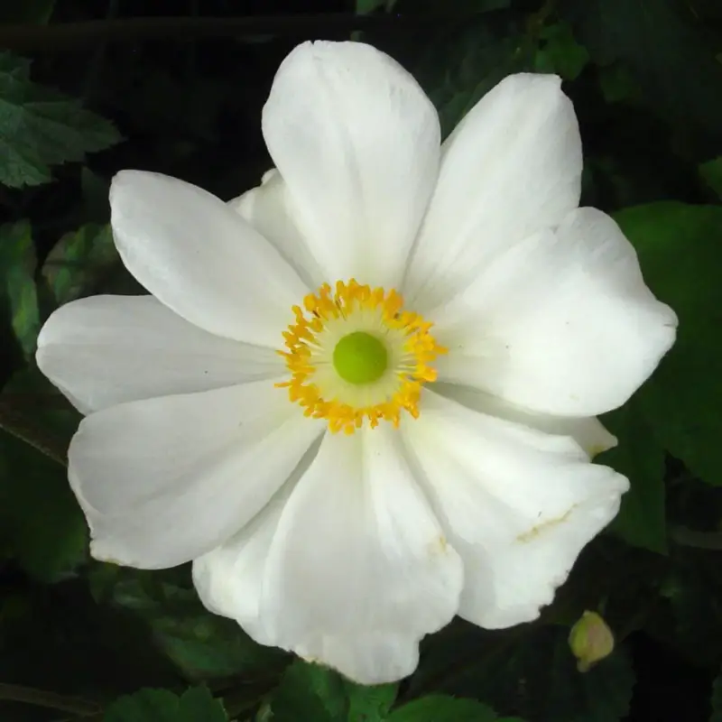 Anemone X Honorine Jobert (Blanc). Le pot de4 litres Offre Du Jour