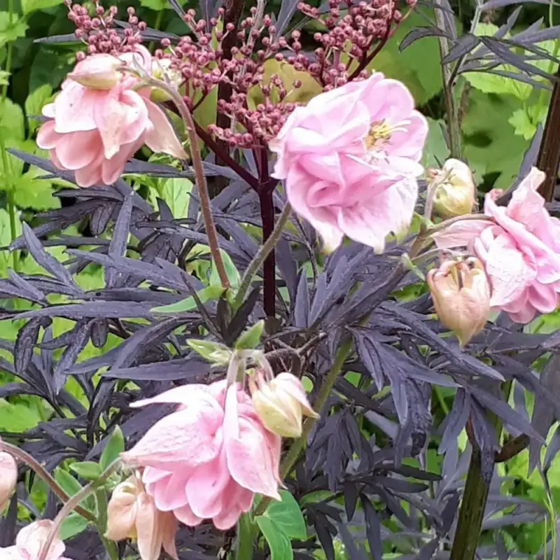 Aquilegia Caerulea Doubles Mixtes. Le pot de 2 litres Affaire À Saisir