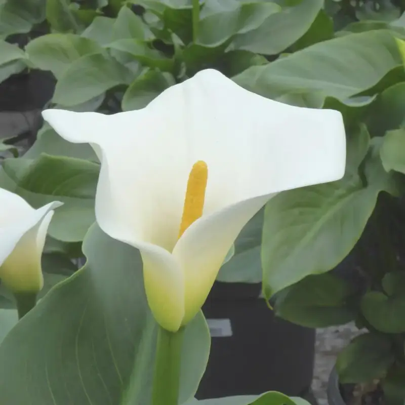 ArumBlanc. Le pot de4 litres Authentique