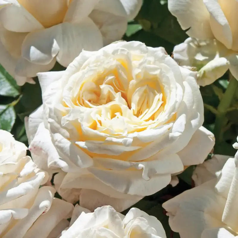 Solde Rosier Ariane de Rotschild®. Le pot de 3 litres
