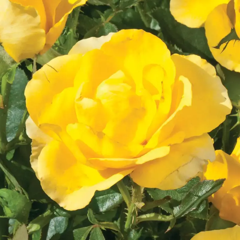 Solde Rosier Cabriole ®. Le pot de 3 litres
