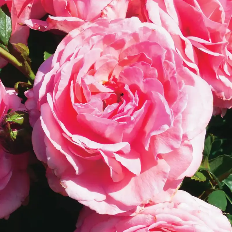 Affaire À Saisir Rosier Princesse Gabriella de Monaco ®. Le pot de 3 litres