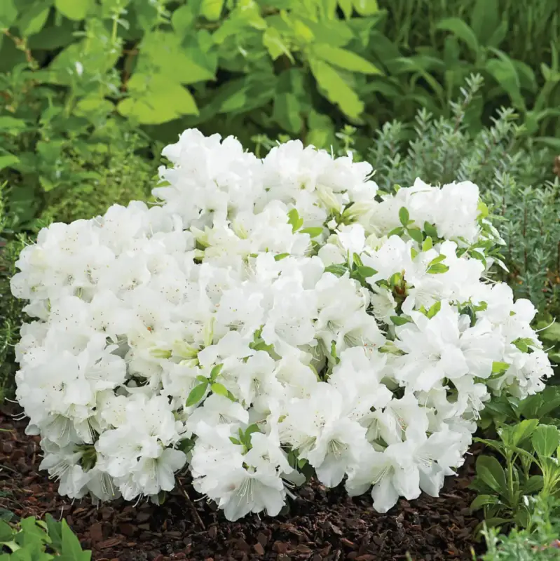 Achat Immédiat Azalée Pleasant White. Le pot de 5 litres