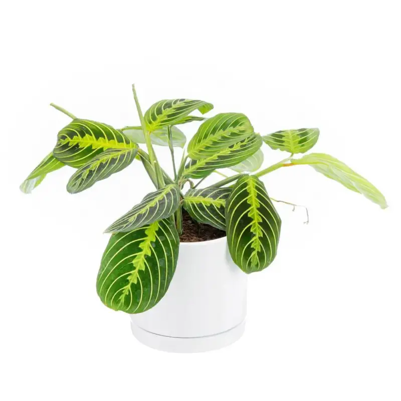 Achetez Aujourd'hui Maranta Leuconeura 'Lemon' vert en pot blanc émaillé botanic®.Le pot Ø 15 cm
