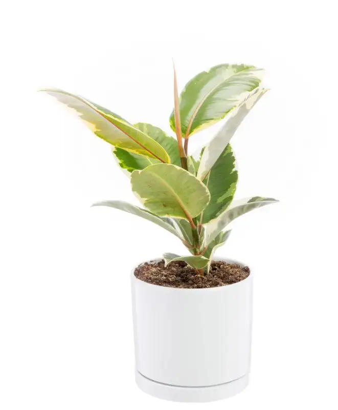 Ficus elastica Tineke vert en pot blanc émaillé botanic®. Le pot Ø 18 cm Offre Du Jour