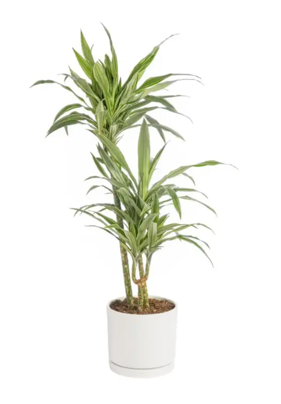 Paiement Sécurisé Dracaena Warneckei 3 pieds vert en pot blanc émaillé botanic®. Le pot Ø 24 cm