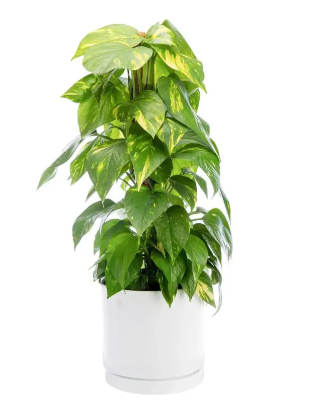 Super Prix Pothos doré vert sur tuteur mousse en pot blanc émaillé botanic®. Le pot Ø 24 cm