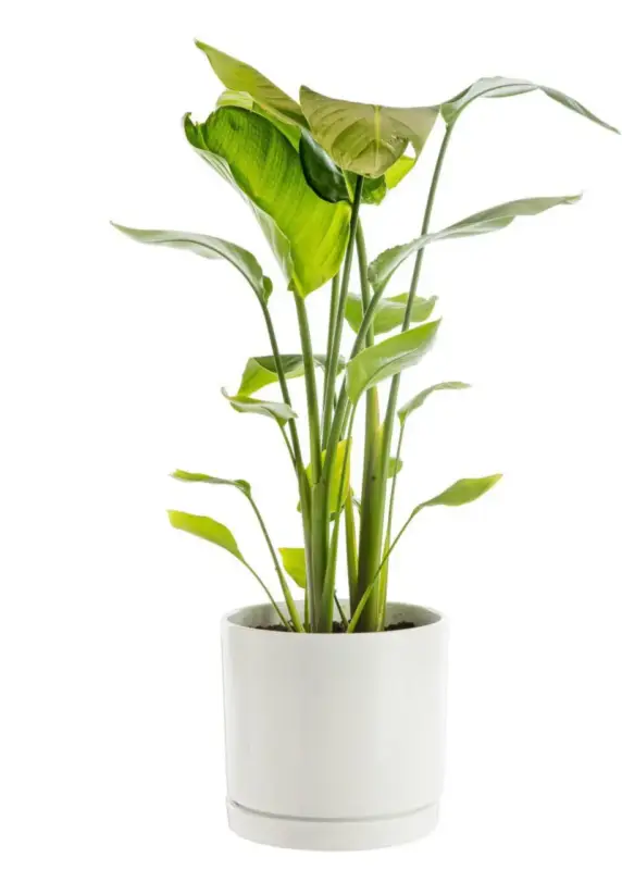 Réduction Strelitzia nicolai vert en pot blanc émaillé botanic®. Le pot Ø 24 cm