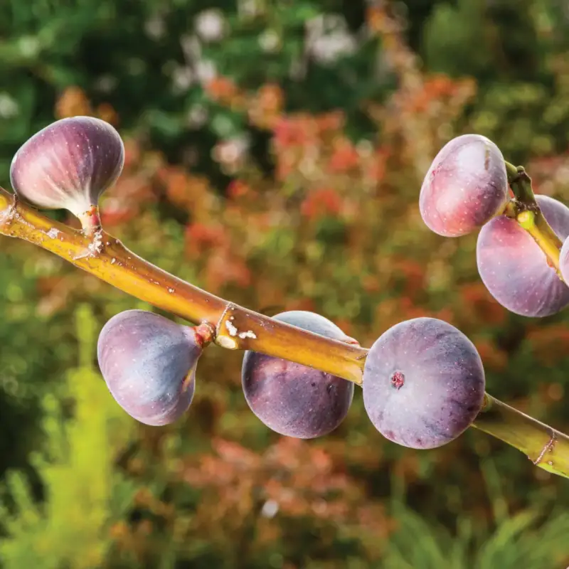 Figuier Violette De Sollies Bio. Le pot de 15 litres Prix Bas