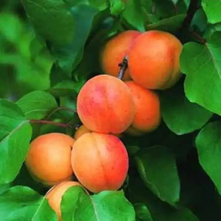 Abricotier Rouge De Roussillon Bio. Le pot de 12 litres, forme gobelet Prix Réduit