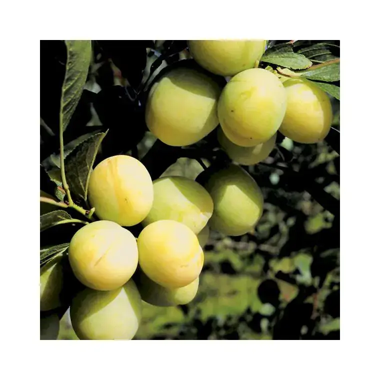 Top Vente Prunier Reine Claude Dorée Bio. Le pot de 12 litres, forme gobelet