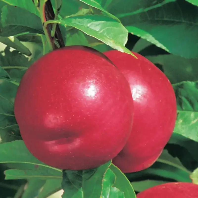 Pêcher Nectared 6 Bio. Le pot de 12 litres Top Vente