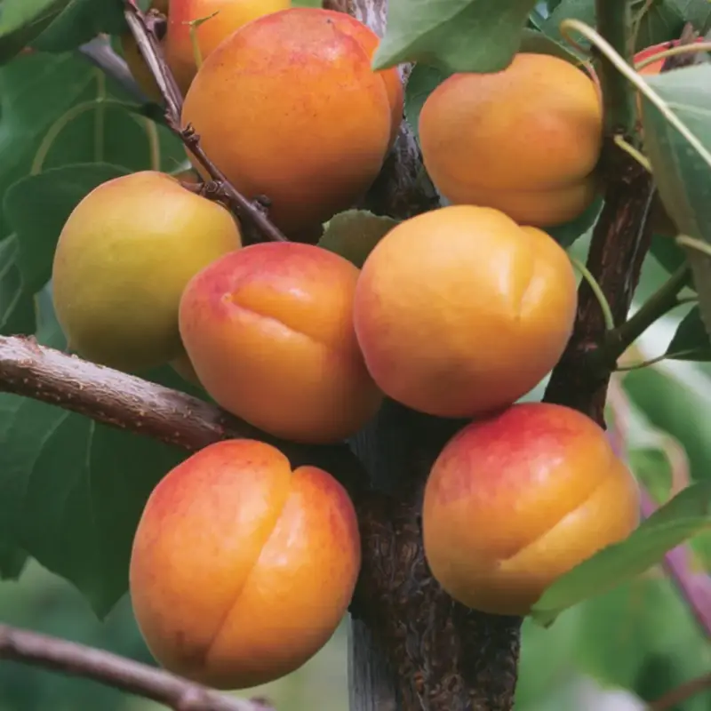 Abricotier Builda Bio. Le pot de 12 litres Populaire