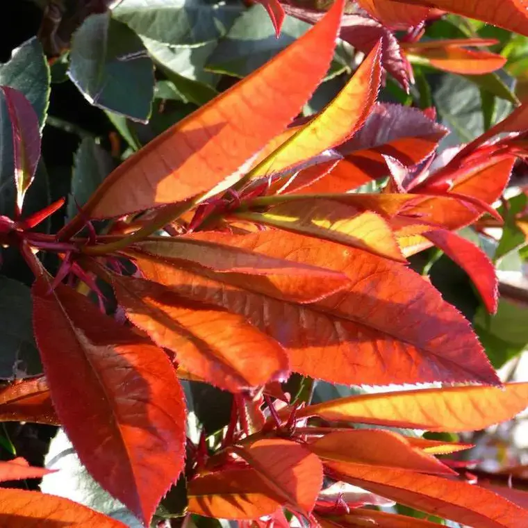 Expédition Rapide Photinia Red Robin® en pot de 3 L rouge
