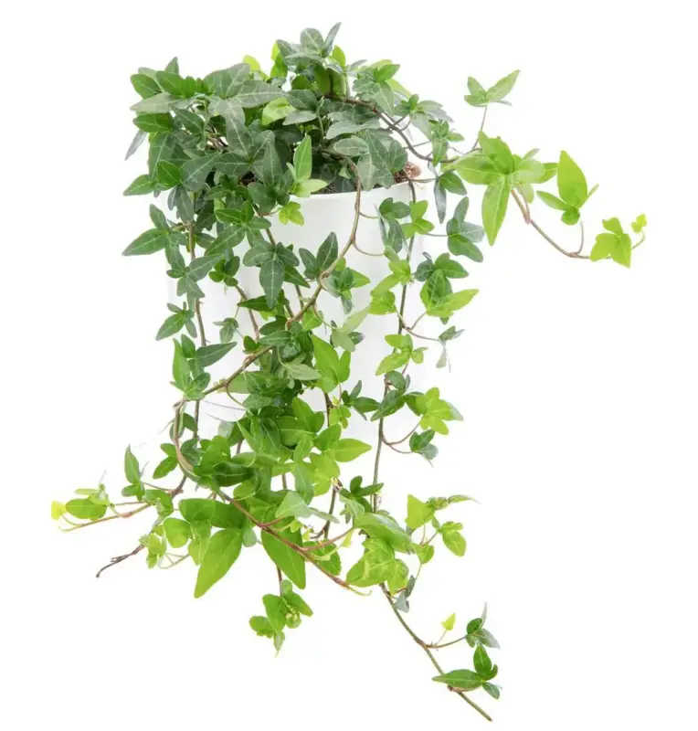 Lierre vert en pot blanc émaillé botanic®.Le pot Ø 15 cm Dernière Chance