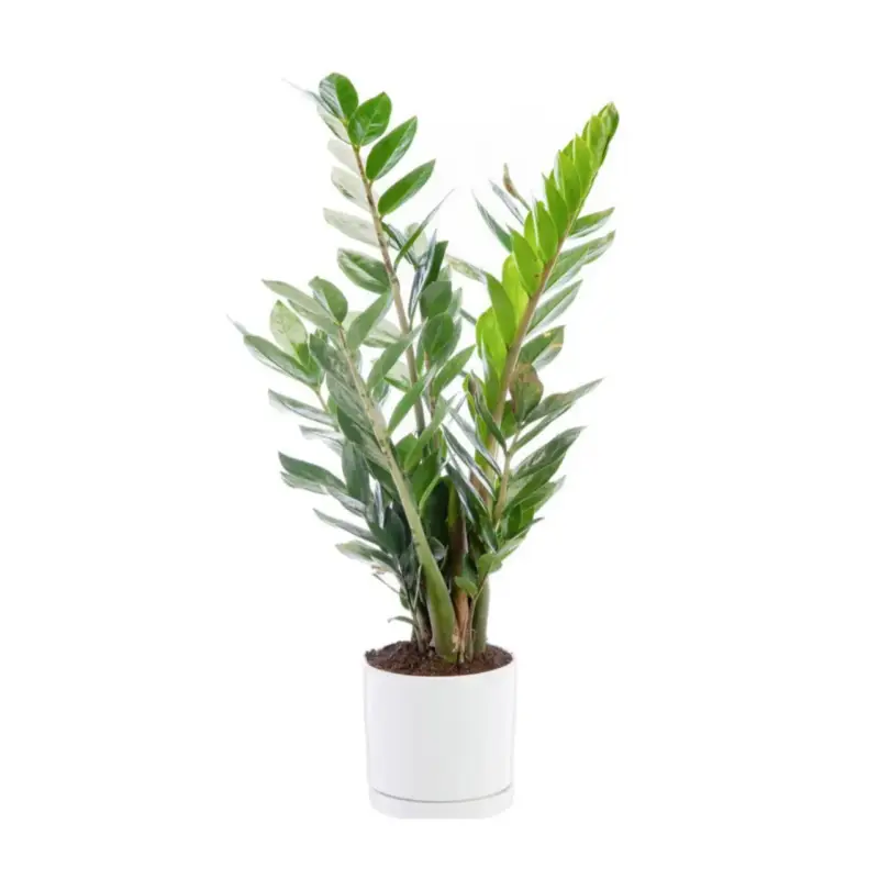 Marque Zamioculcas vert en pot blanc émaillé botanic®. Le pot Ø 15 cm