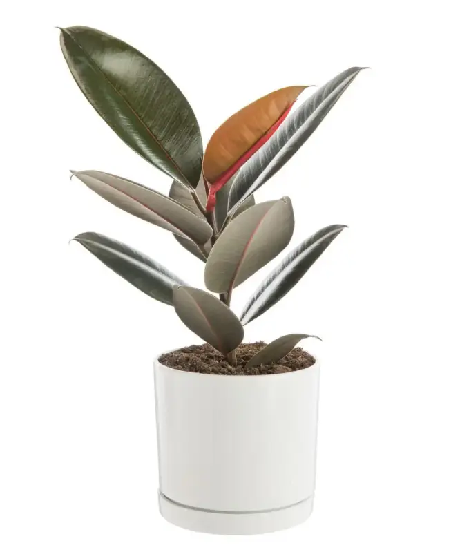 Soldes Ficus elastica Abidjan vert en pot blanc émaillé botanic®. Le pot Ø 18 cm