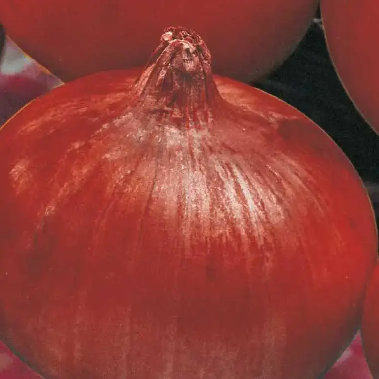 Certifié Oignon Rouge Red Baron Bio. La barquette de 12 plants