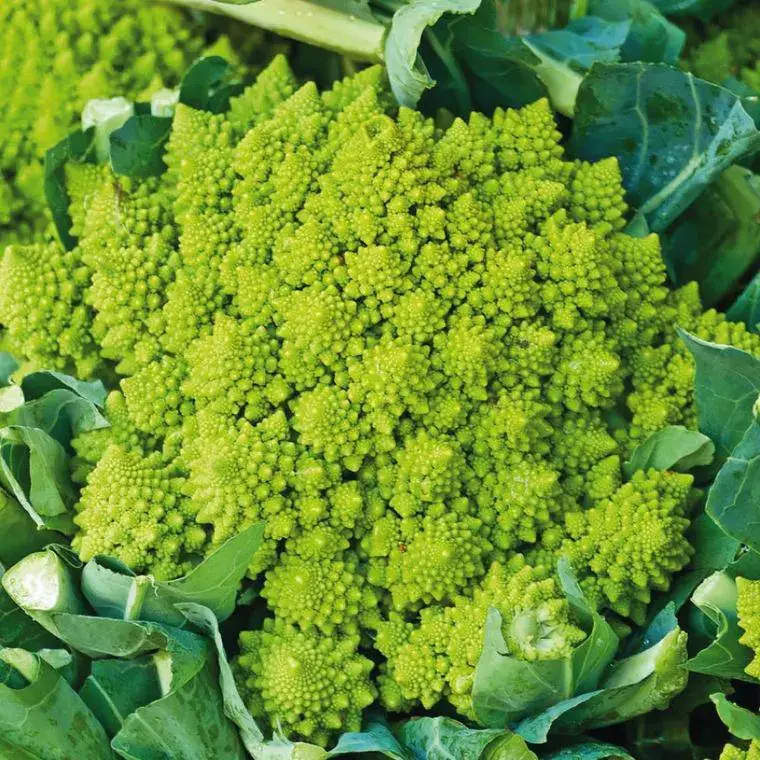 Jusqu&rsquo;à Épuisement Des Stocks Chou Romanesco Veronica Bio. La barquette de 3 plants