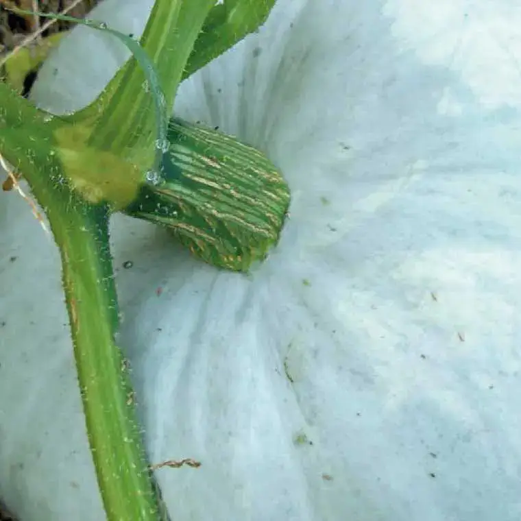 Seulement Aujourd&rsquo;hui Potiron Bleu De Hongrie Bio. Le pot de 10,5 cm