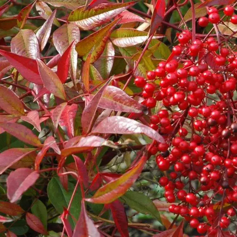 Nandina Domestica rouge en pot de 2 L Livraison Express