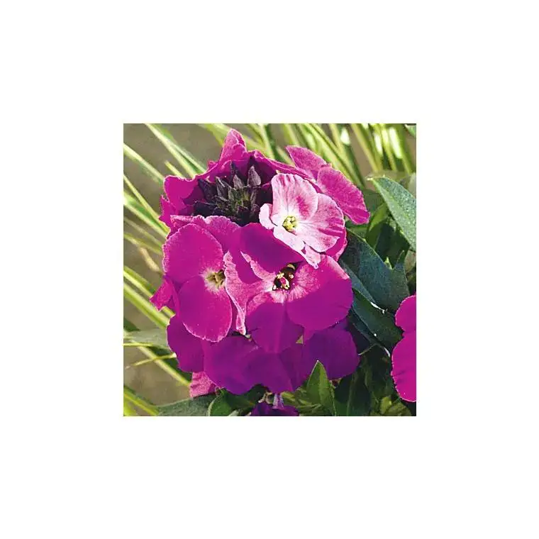 Erysimum Winter Joy – Le pot de 1 litre Expédié Aujourd&rsquo;hui