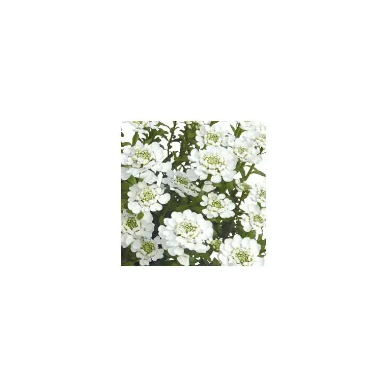 Dernier Modèle Iberis Sempervirens. Le pot de 12 cm