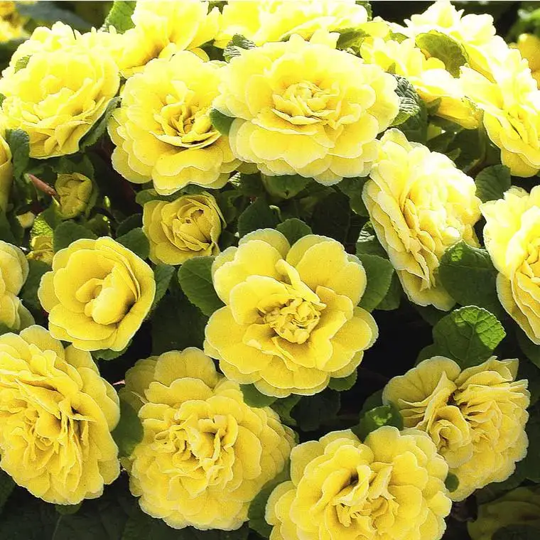 Dernier Modèle Primula Belarina Buttercup – Le pot de 1 litre