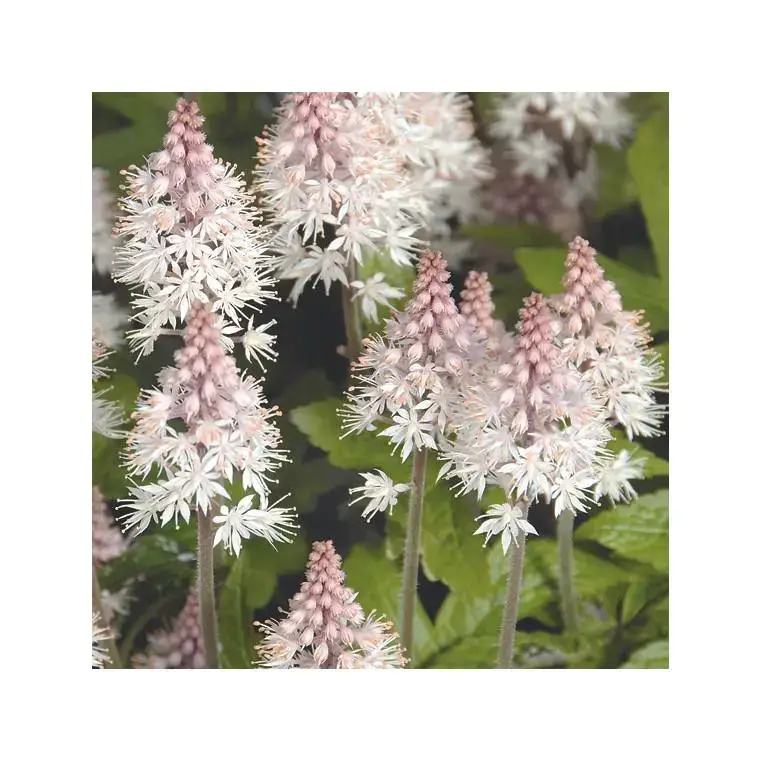 Tiarella Pink Torch – Le pot de 1 litre Acheter En Ligne