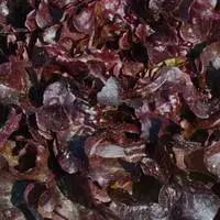 Salade A Couper Feuille De Chene Rouge Alezan Bio. La barquette de 12 plants Must-Have