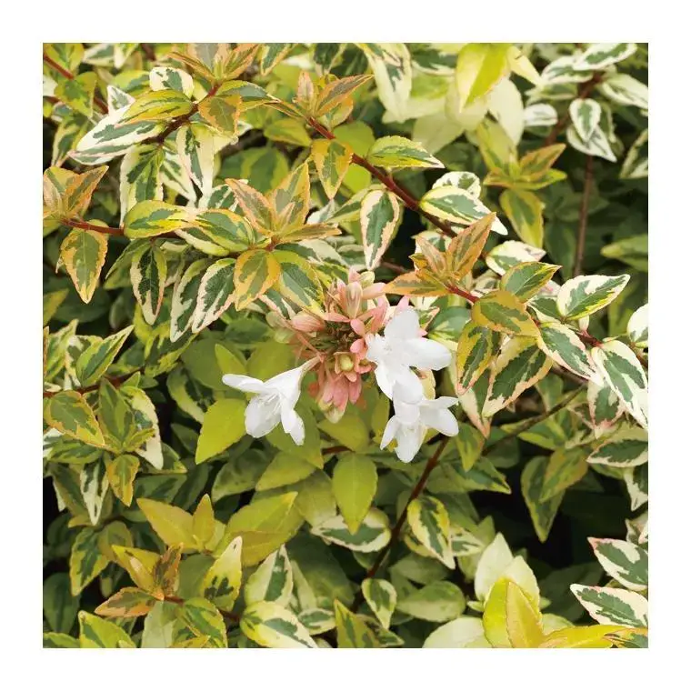 Abélia Grandiflora Kaleidoscope 50/60. Le pot de 10 litres Must-Have