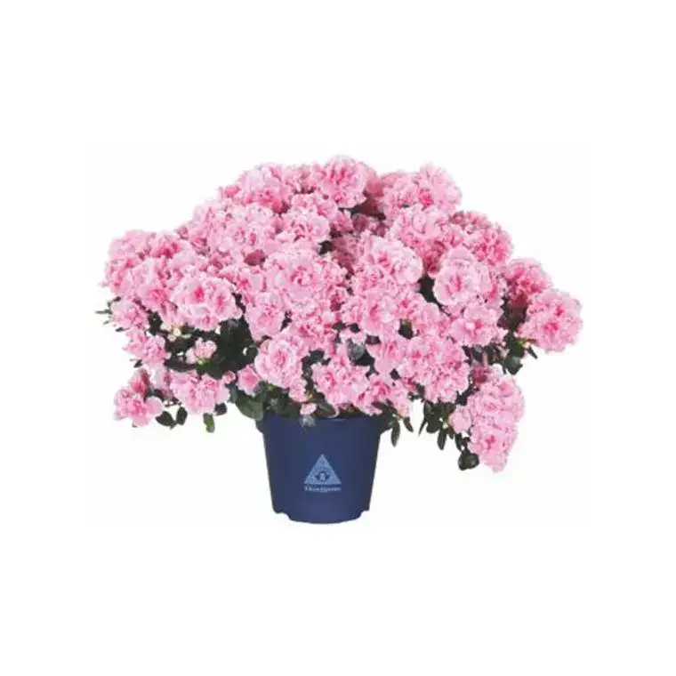Azalée collection. Le pot de 15 cm Offre Du Jour