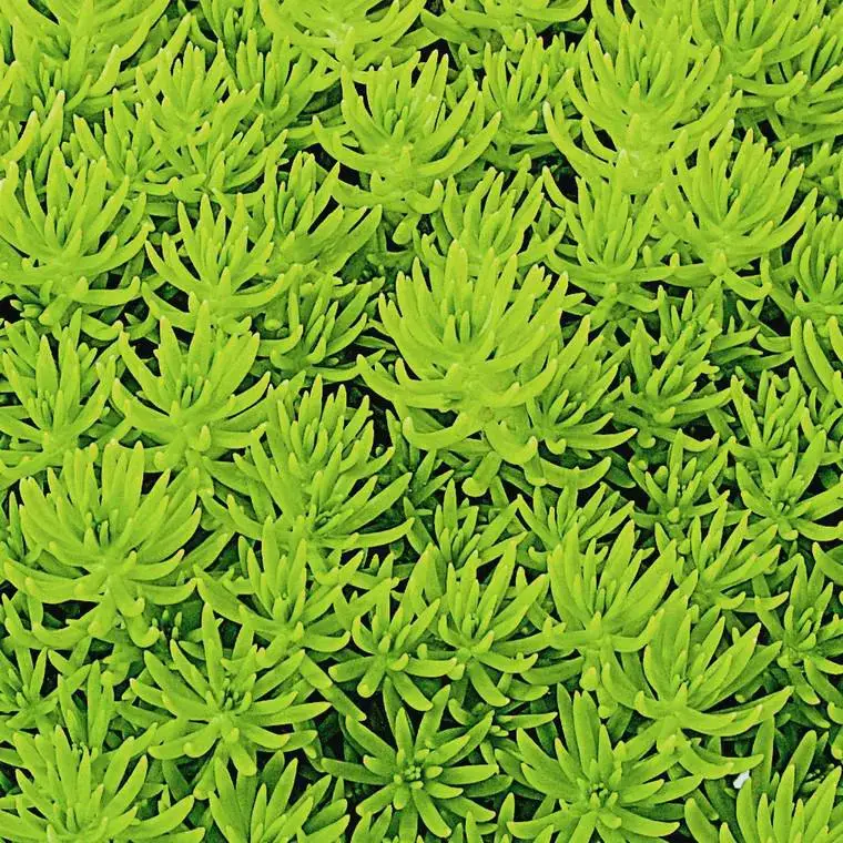 Sedum Reflexum Dore – Le pot diam 12 cm Prix Cassé