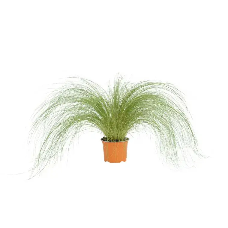 Stipa cheveux d&rsquo;anges – Le pot diam 12 cm Nouveauté