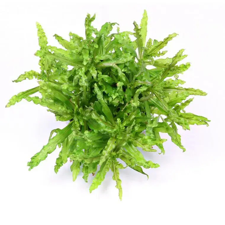 Commander Vite Plante Pogostemon Helferi coloris vert en pot