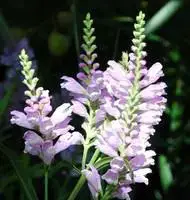 Soldes Physostegia Virginiana – Le pot de 10,5 cm