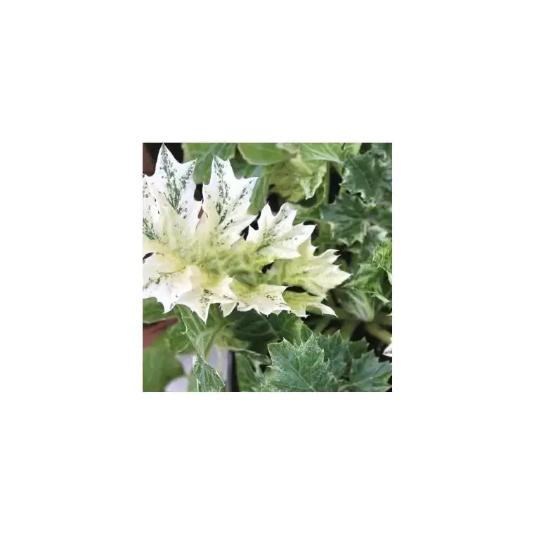 Acanthus Whitewater – Le pot de 4 litres Haute Qualité