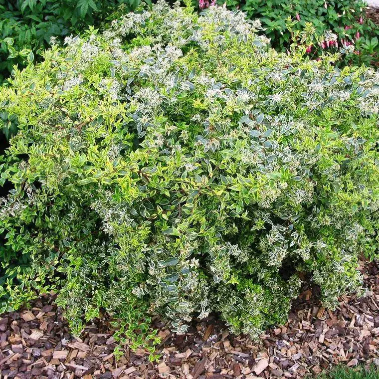 Abélia Grandiflora Hopleys blanc. Le pot de 4 litres Commander Vite