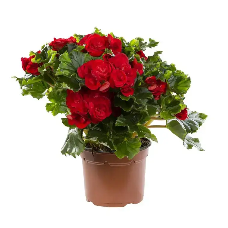 Bégonia élatior. Le pot de Ø 17 cm Pas Cher