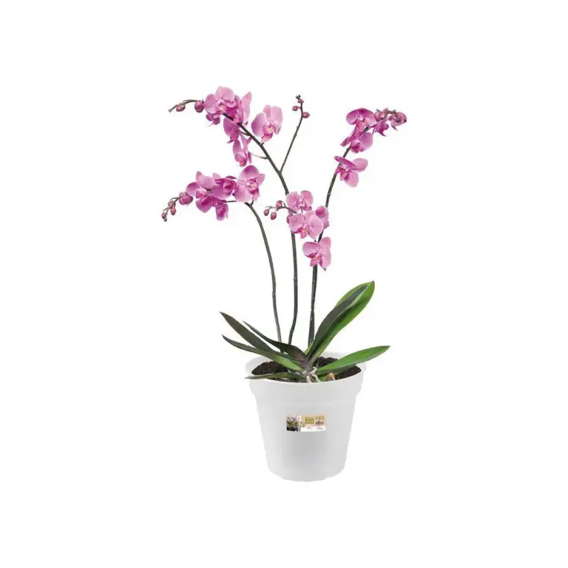 Super Prix Pot provence orchidees