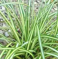 Achat Immédiat Carex – Le pot de 4 litres