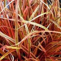 Achat Immédiat Uncinia Rubra – Le pot de 2,5 litres