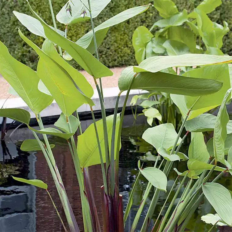 Authentique Thalia germinata pot de 3 litres