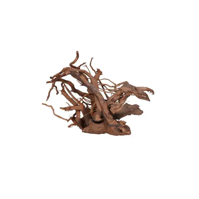 Top Vente Racine Vigne rare rouge, env. 30 cm