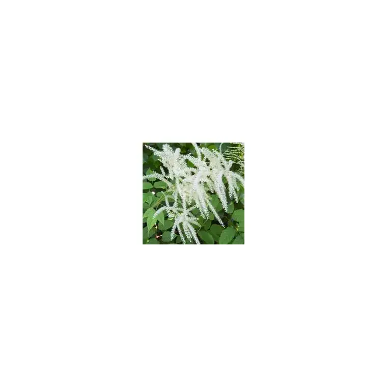 Astilbe – Le pot de 5 litres Certifié