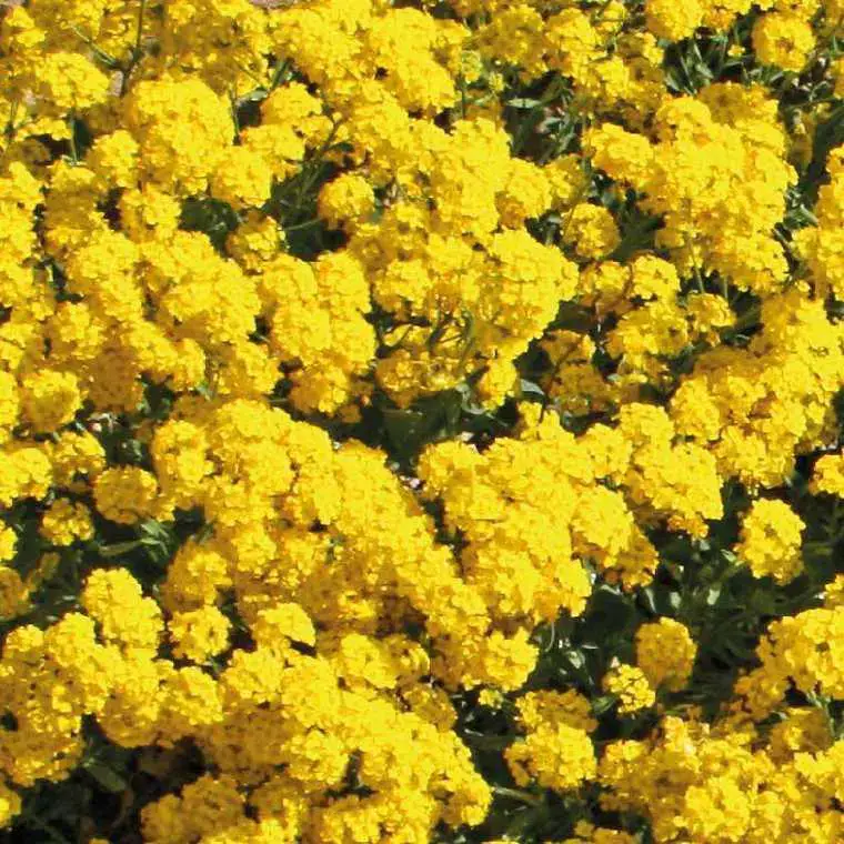 Alyssum ou Alysse corbeille d&rsquo;or. Le pot de 9 x 9 cm Super Prix