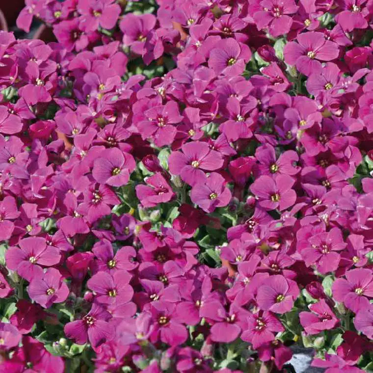 Aubriete rouge – Le pot de 9 x 9 cm Meilleure Vente