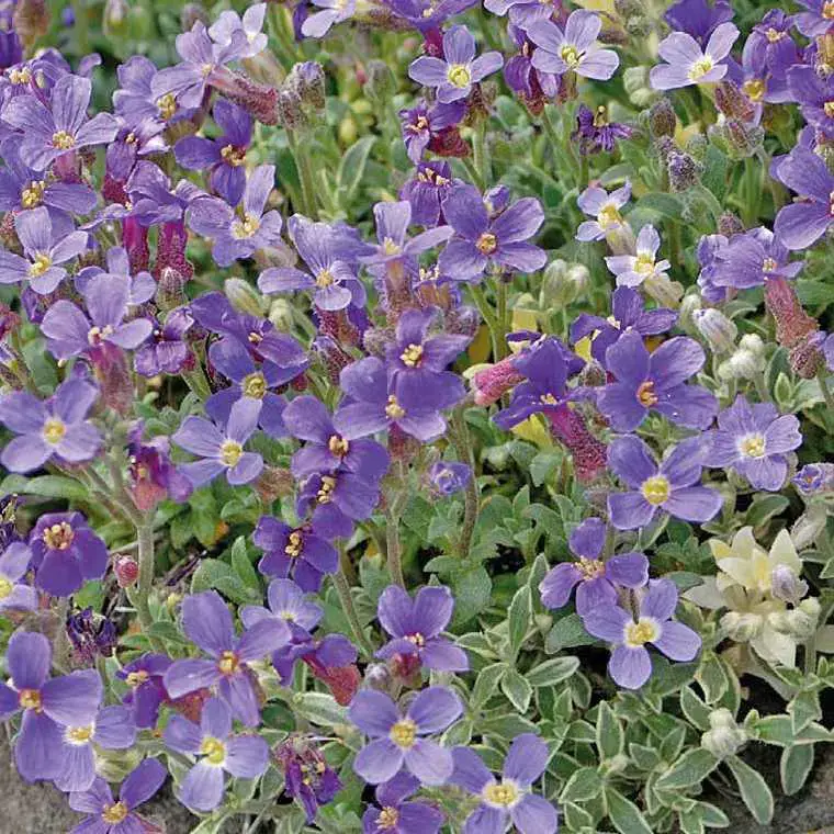 Aubriete bleue Panachee – Le pot de 9 x 9 cm Expédié Aujourd&rsquo;hui